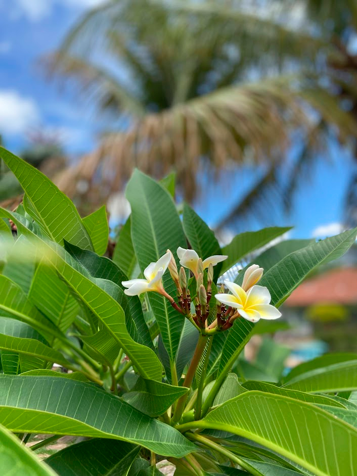 Flor Branca